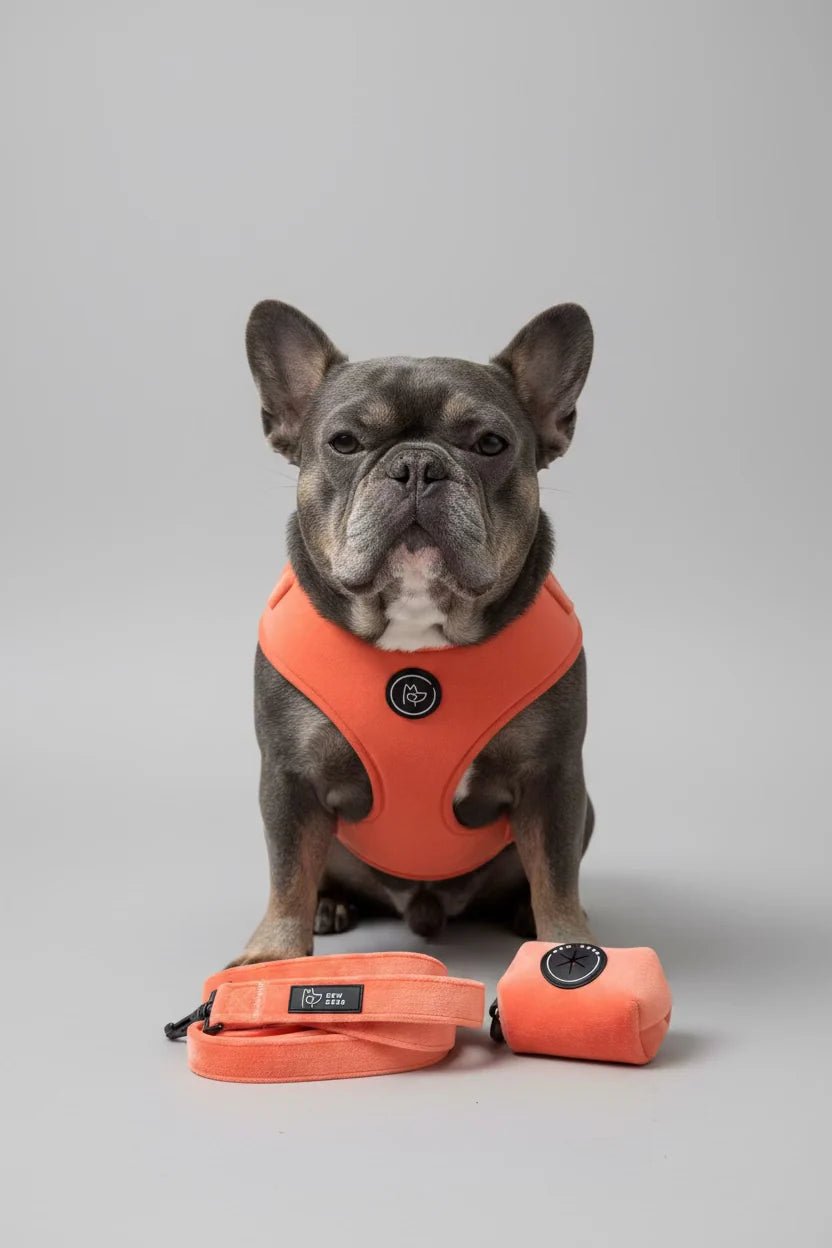 Bew Dogs Sundown Coral Velvet Dog Harness
