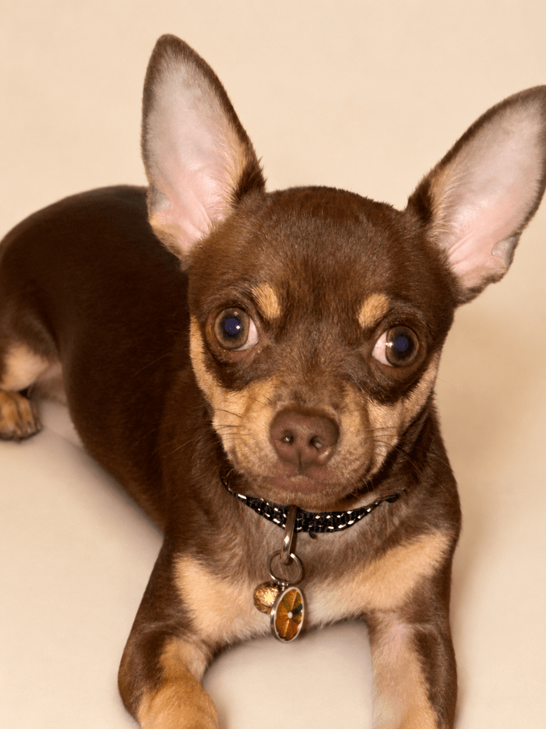 Hypoallergenic  treats - Wild & Worthy UK
