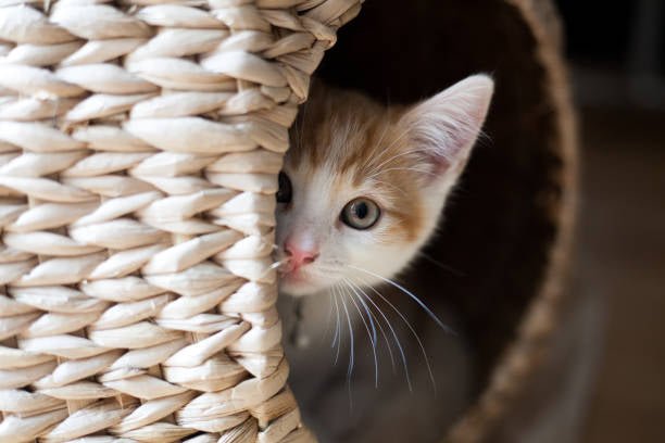 Cat Essentials