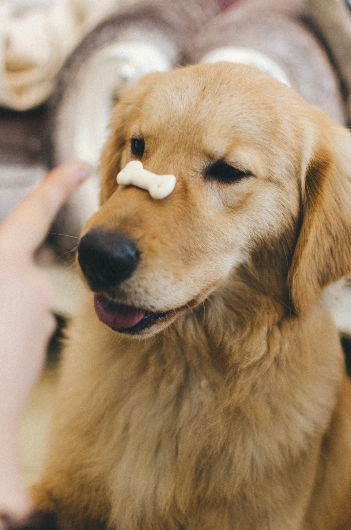 Pet Joint & Mobility Supplements - Wild and Worthy UK | Natural Dog Treats & Supplements