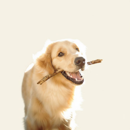 30-Minute Solo Dog Walk | Wild & Worthy Pet Care - Wild & Worthy UK