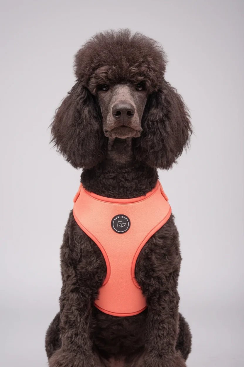 Bew Dogs Velvet Walking Set | Dog Harness and, Poo bag &Lead Set - Wild & Worthy UK