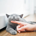 Cat Sitting & Home Visits | Wild & Worthy Pet Care - Wild & Worthy UK